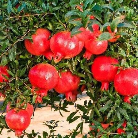 Blue Βίλα Panormos (Kalymnos)