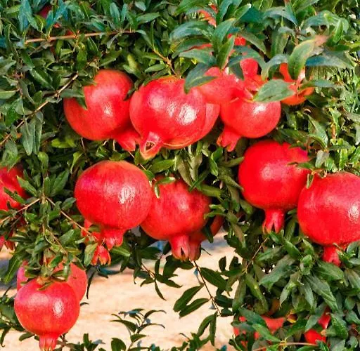 Blue Villa Panormos (Kalymnos)